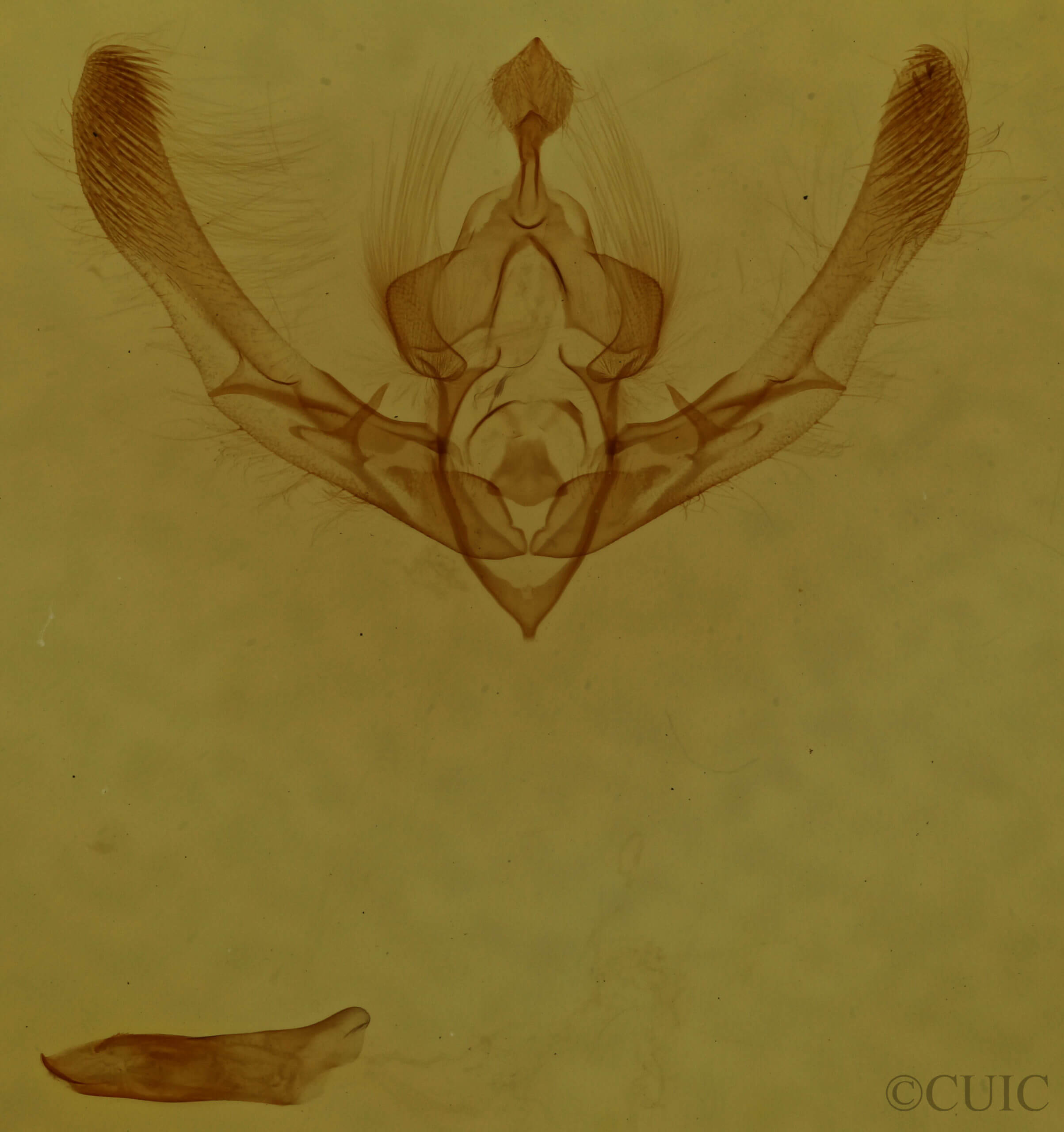 genitalia view of adult Chytonix palliatricula