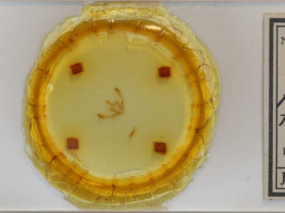 slide view of adult Chytonix palliatricula