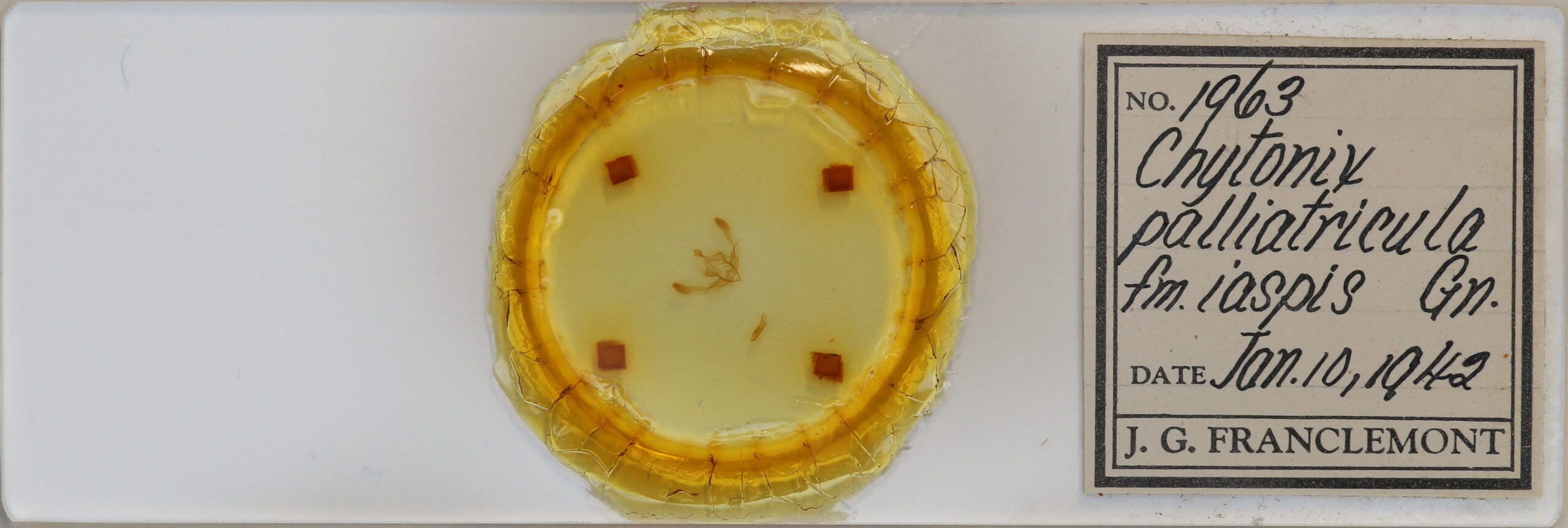 slide view of adult Chytonix palliatricula