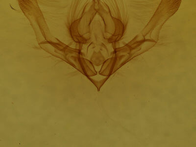 genitalia view of adult Chytonix palliatricula