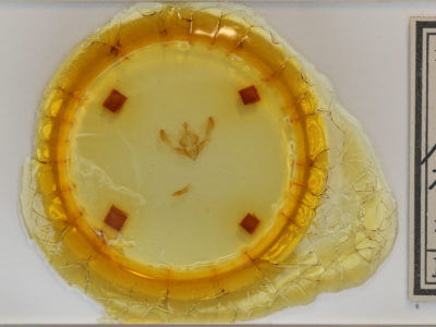 slide view of adult Chytonix palliatricula