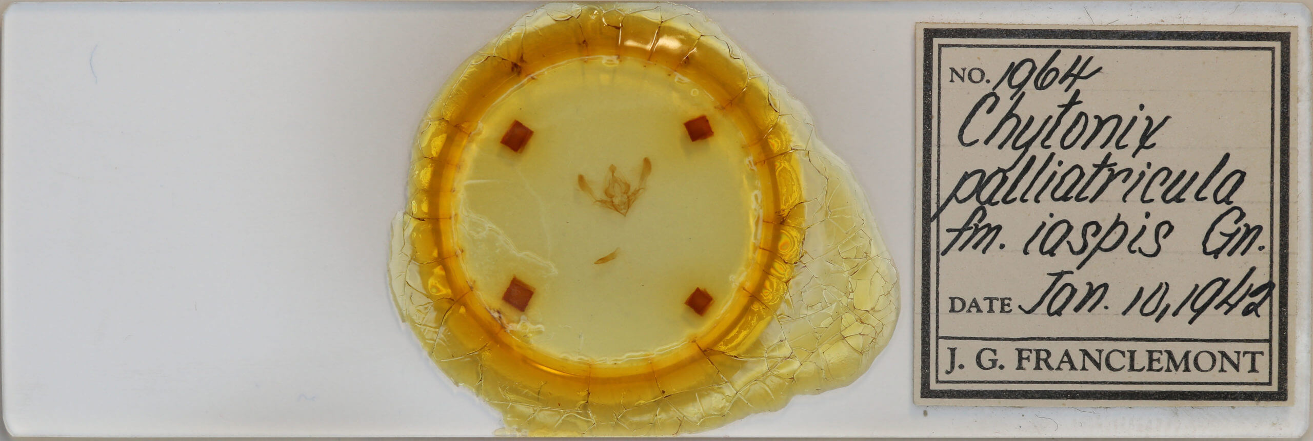 slide view of adult Chytonix palliatricula