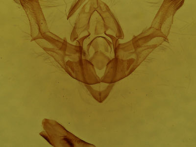 genitalia view of adult Chytonix sensilis