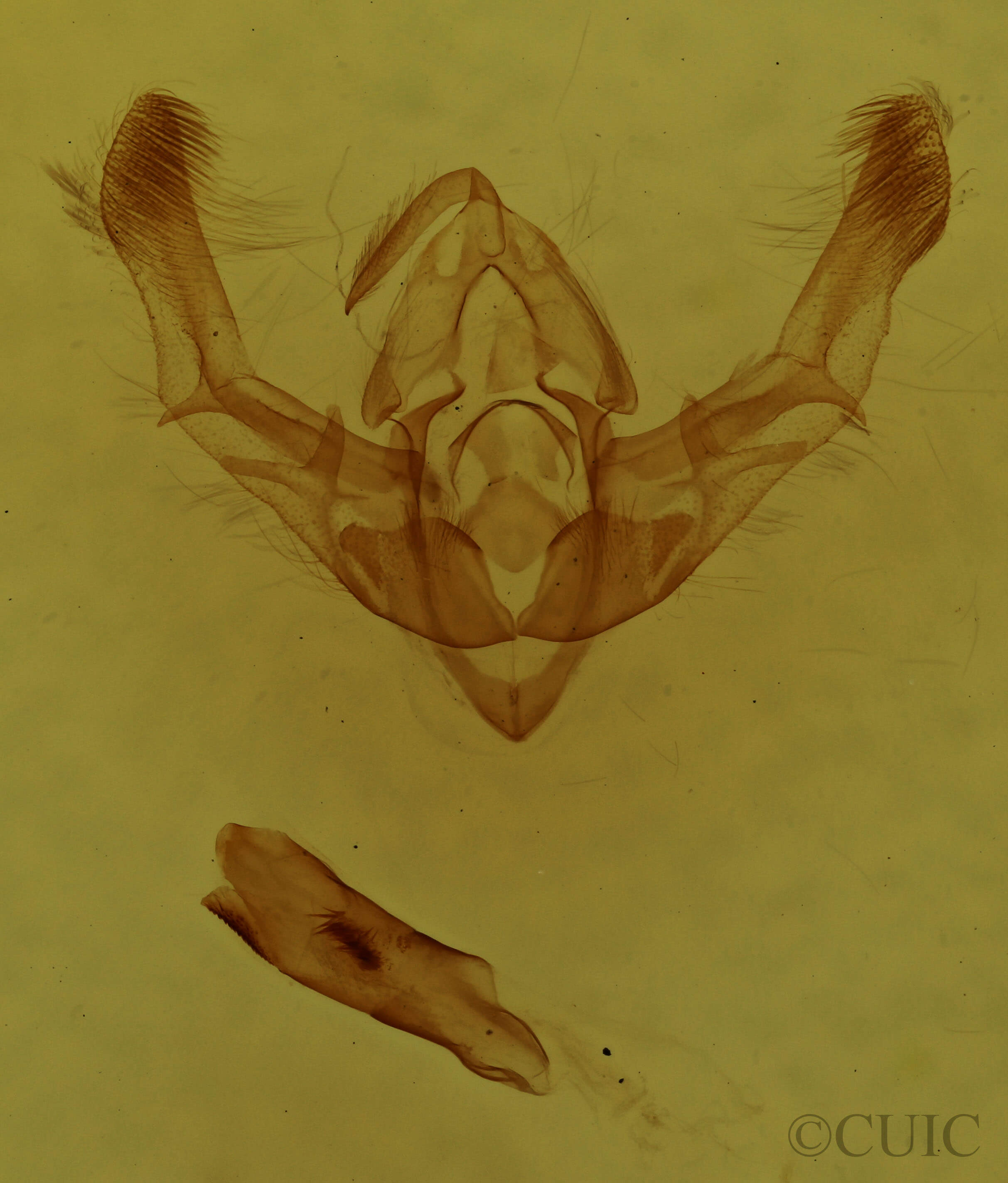 genitalia view of adult Chytonix sensilis
