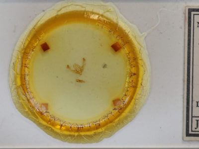 slide view of adult Chytonix sensilis