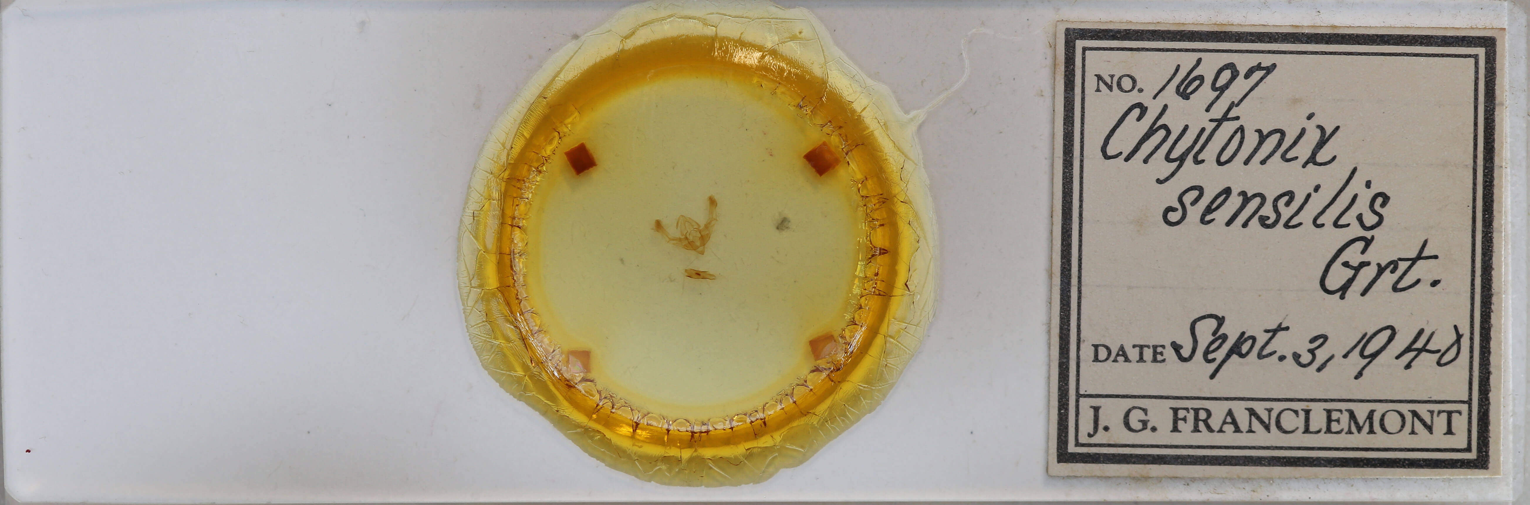 slide view of adult Chytonix sensilis