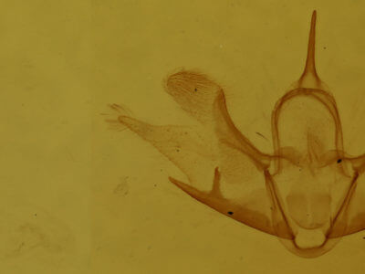 genitalia view of adult Cladara anguilineata