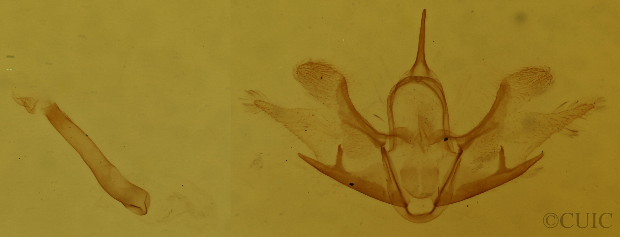 genitalia view of adult Cladara anguilineata