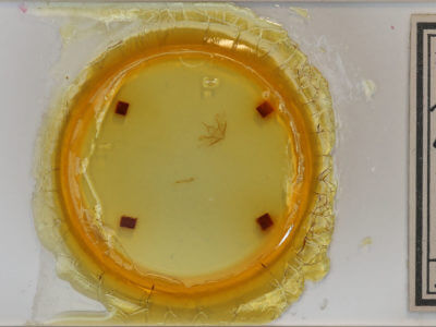 slide view of adult Cladara anguilineata