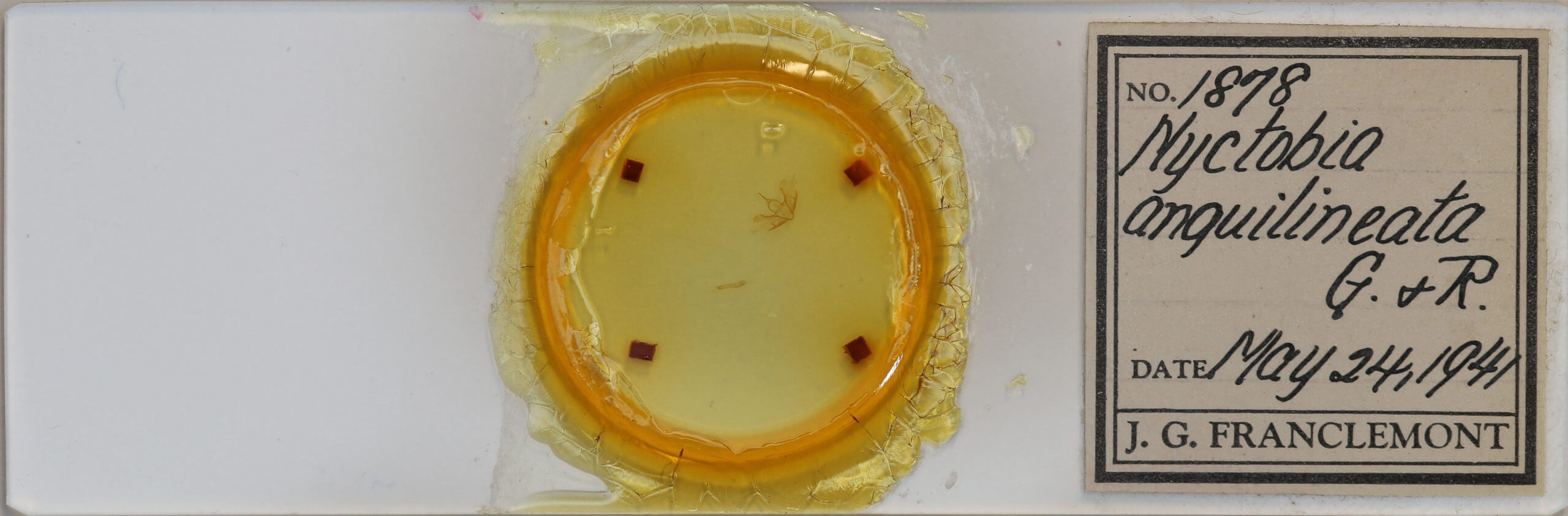 slide view of adult Cladara anguilineata