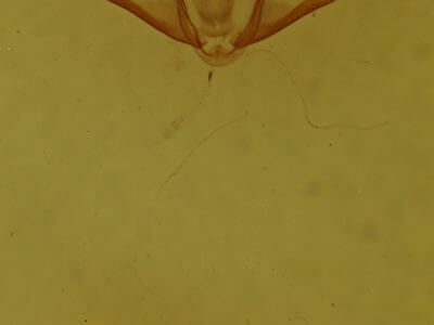genitalia view of adult Cladara atroliturata