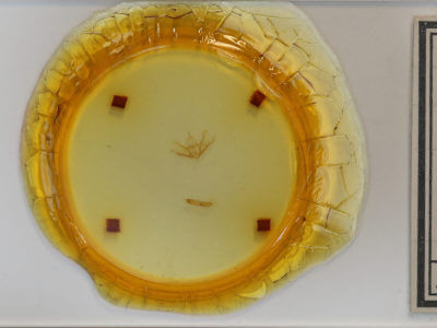 slide view of adult Cladara atroliturata