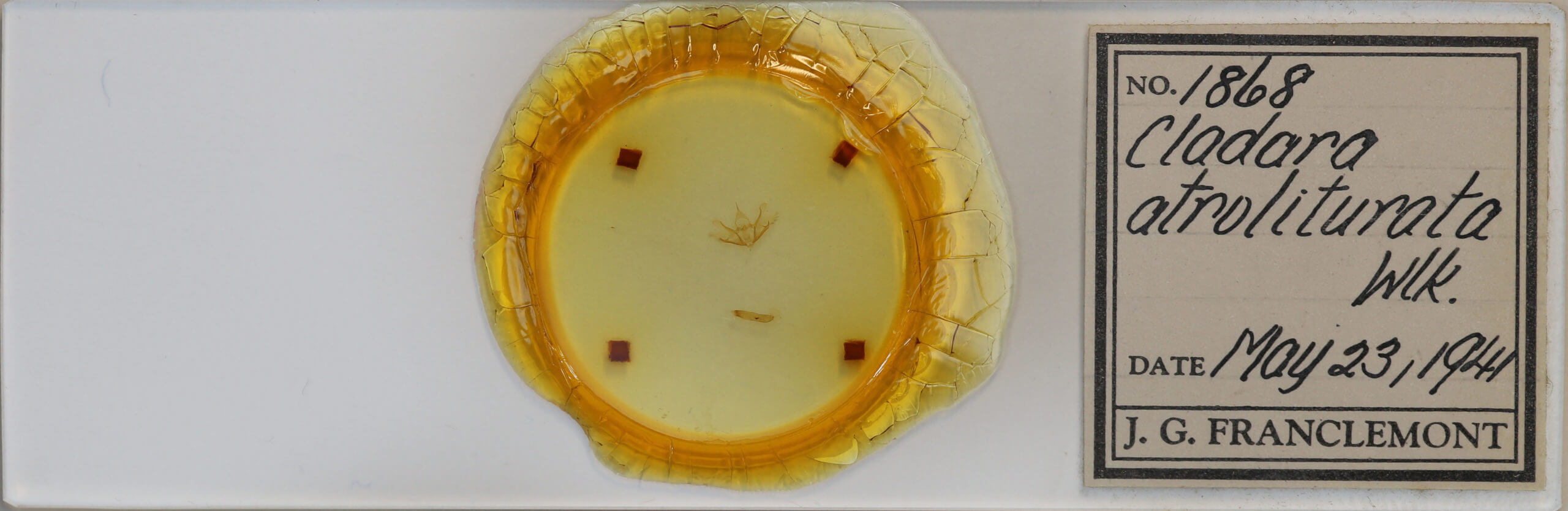 slide view of adult Cladara atroliturata