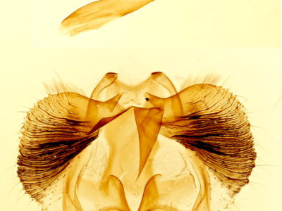genitalia view of adult Clostera strigosa