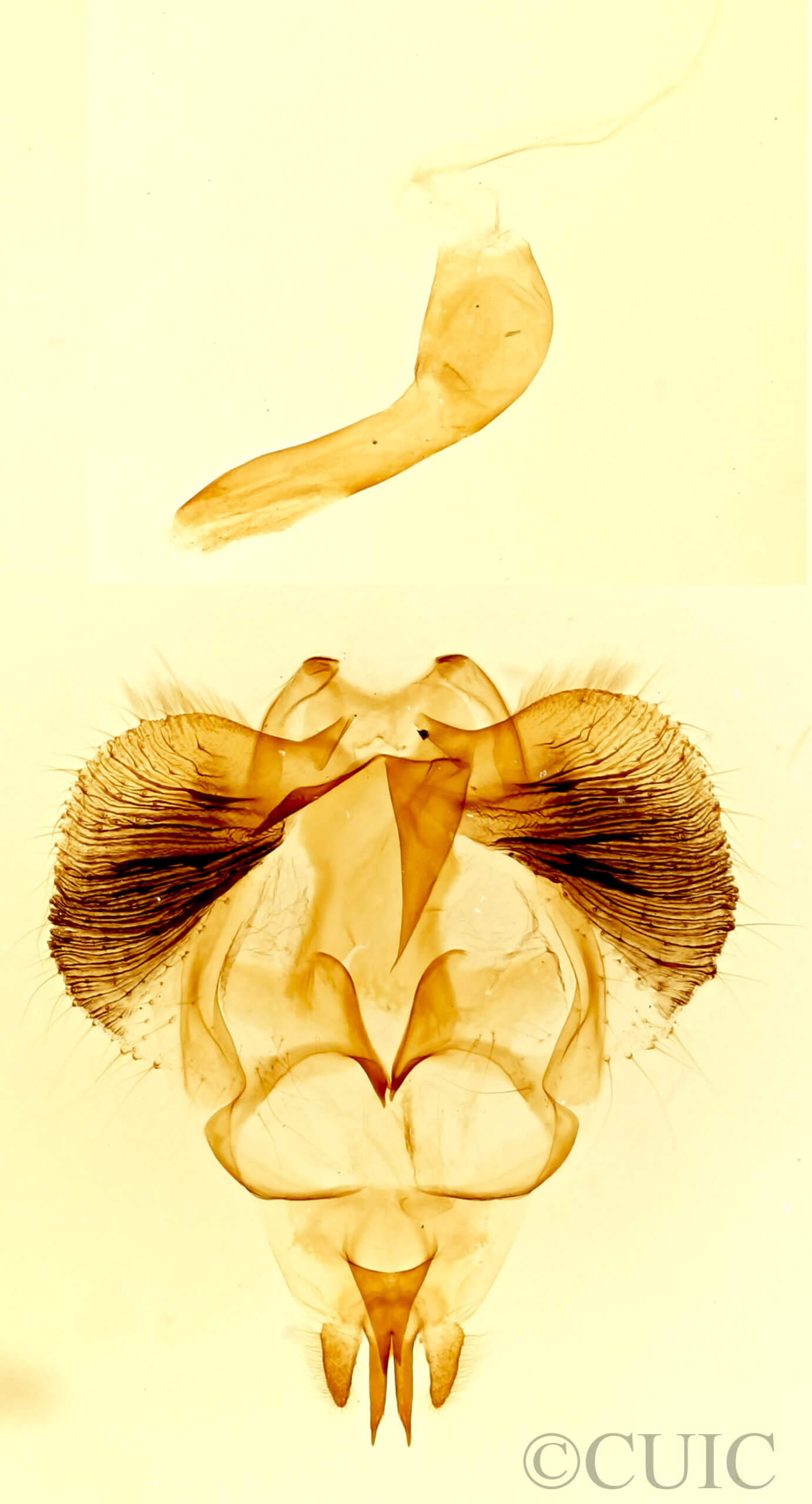 genitalia view of adult Clostera strigosa
