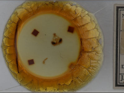 slide view of adult Clostera strigosa