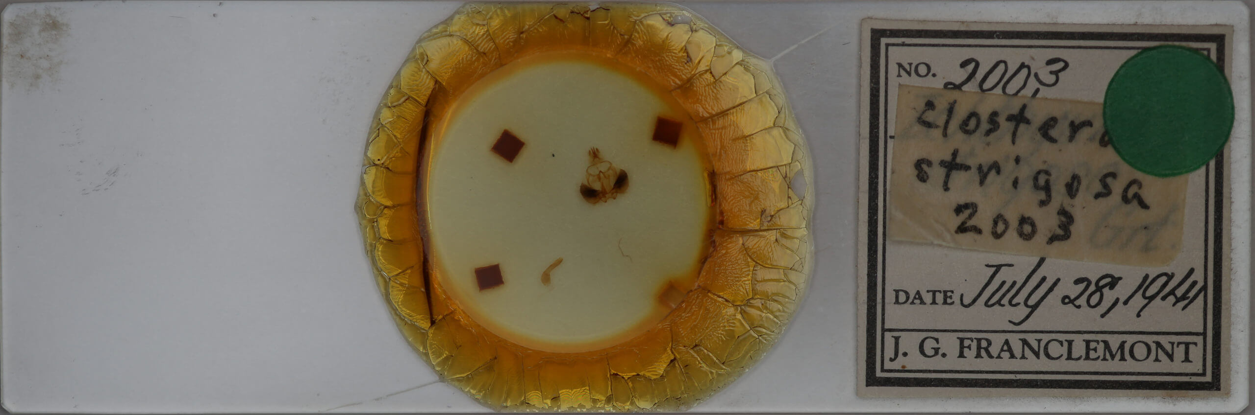 slide view of adult Clostera strigosa