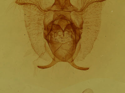 genitalia view of adult Colla micacea