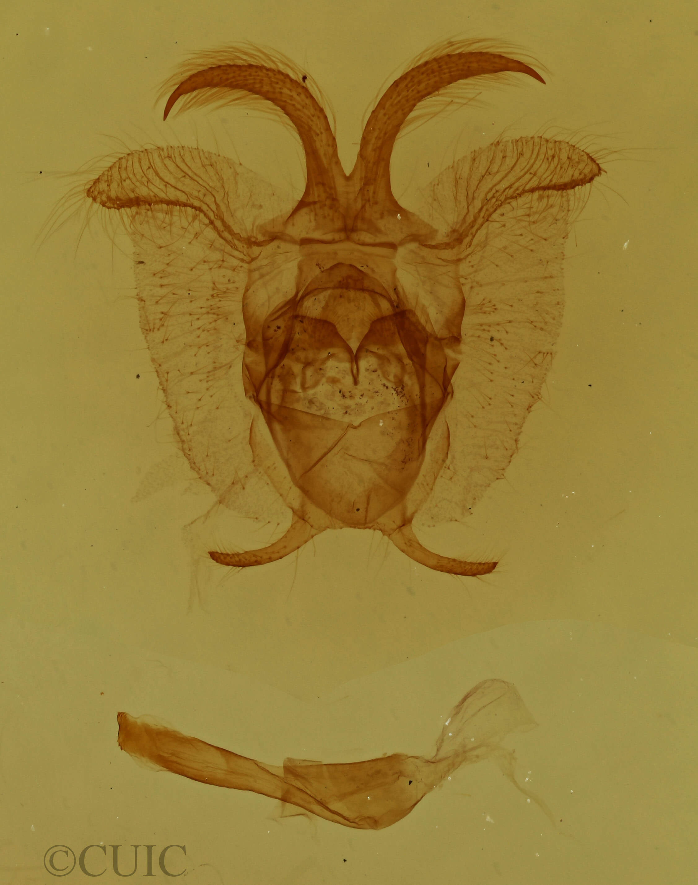 genitalia view of adult Colla micacea