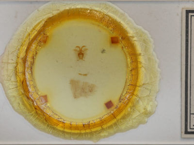 slide view of adult Colla micacea