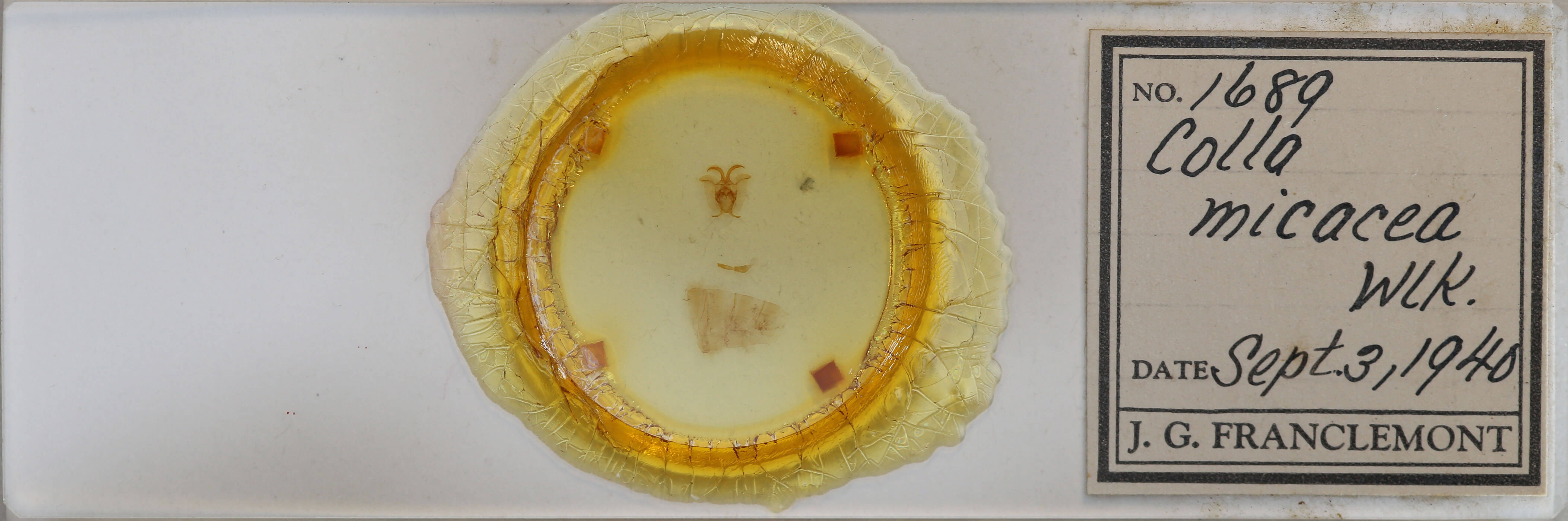 slide view of adult Colla micacea