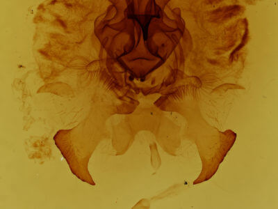 genitalia view of adult Colla micacea