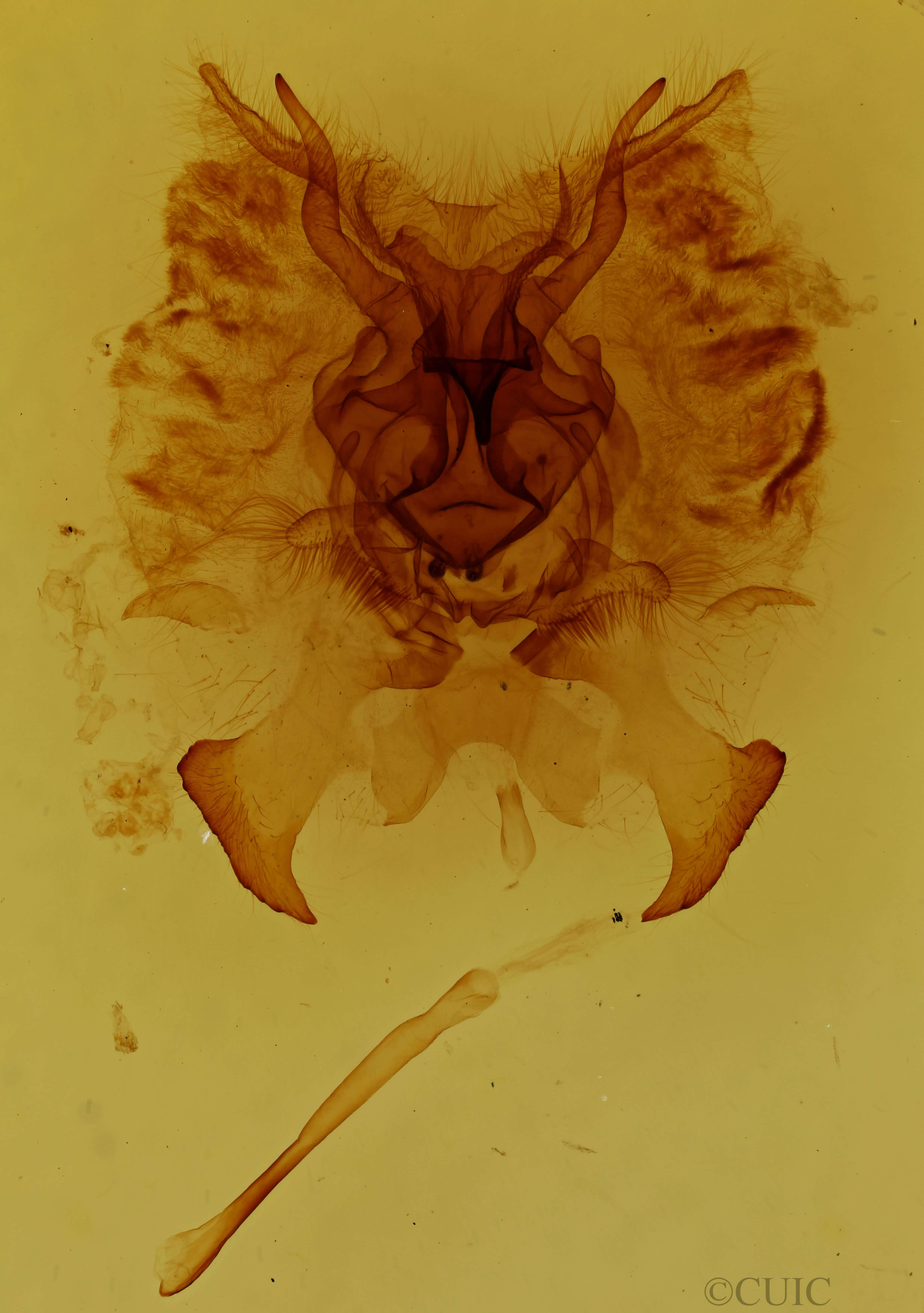 genitalia view of adult Colla micacea