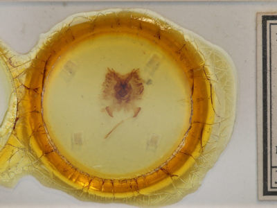 slide view of adult Colla micacea