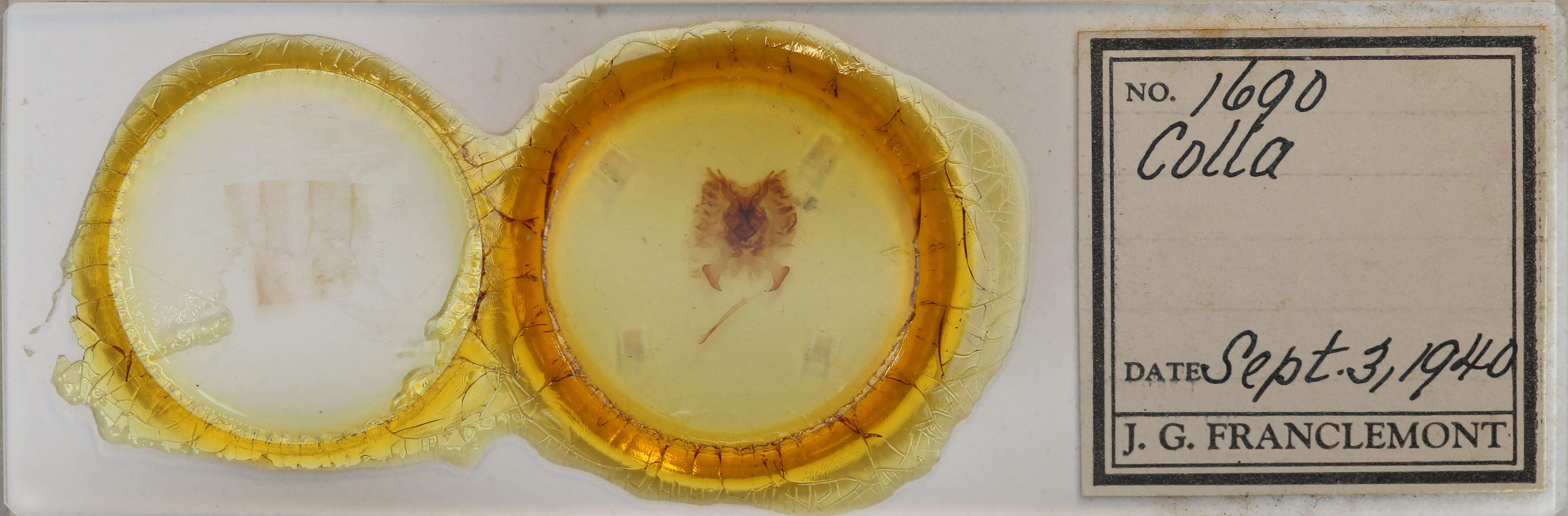 slide view of adult Colla micacea