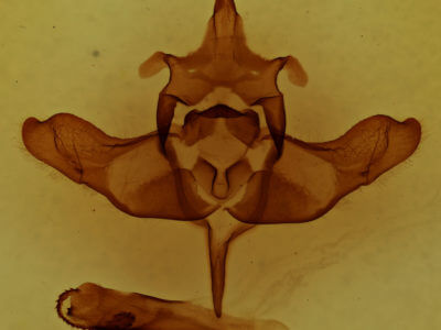 genitalia view of adult Colocasia flavicornis