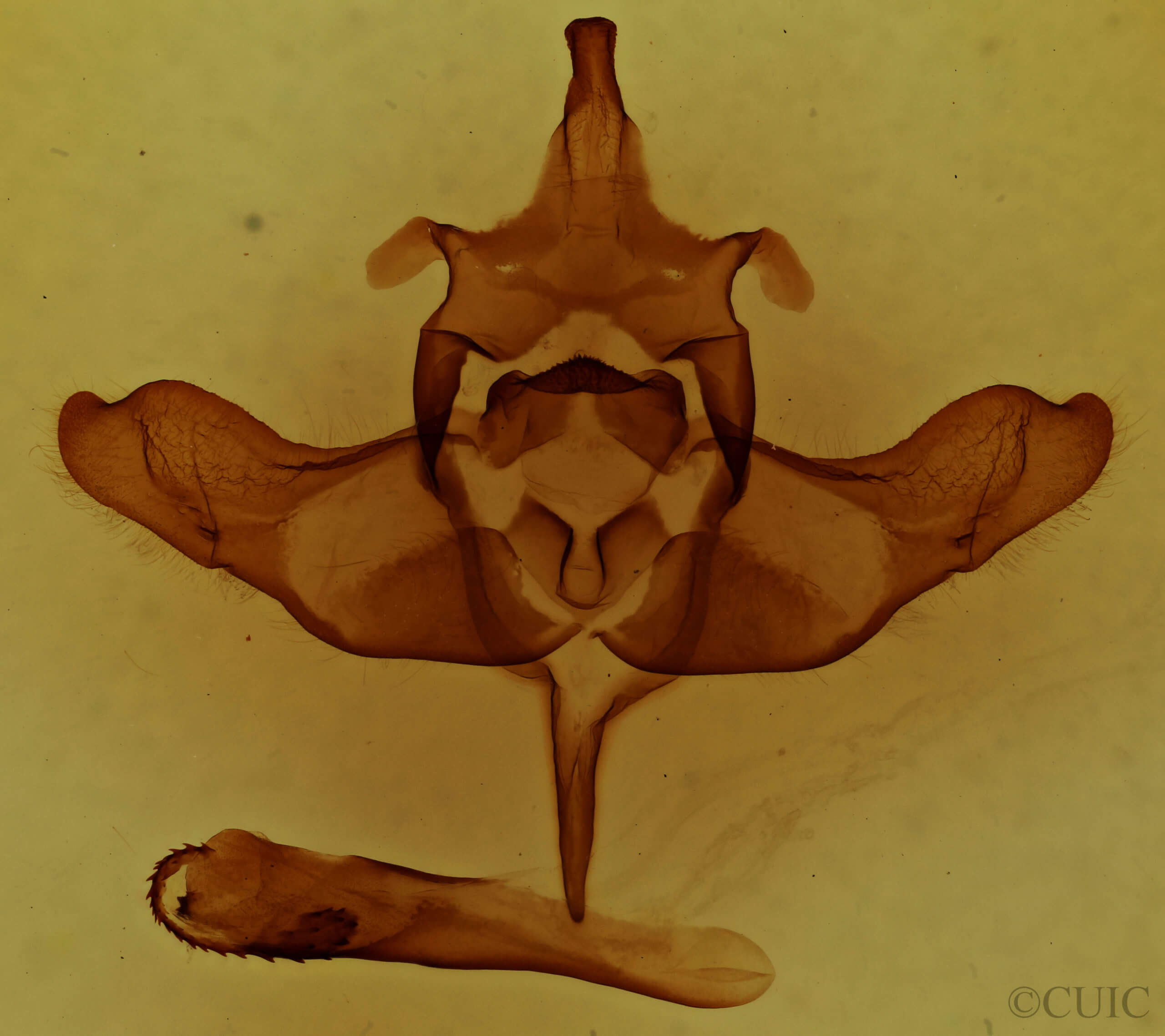 genitalia view of adult Colocasia flavicornis