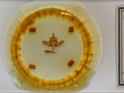 slide view of adult Colocasia flavicornis