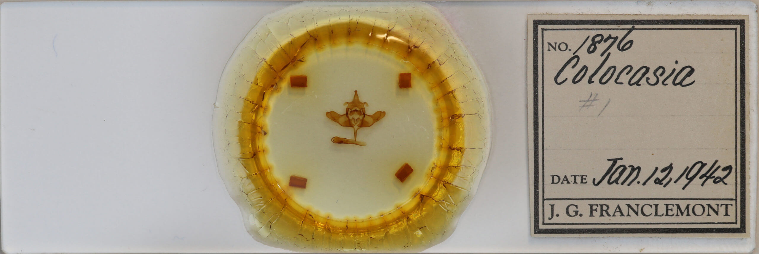 slide view of adult Colocasia flavicornis