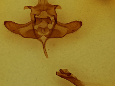 genitalia view of adult Colocasia flavicornis