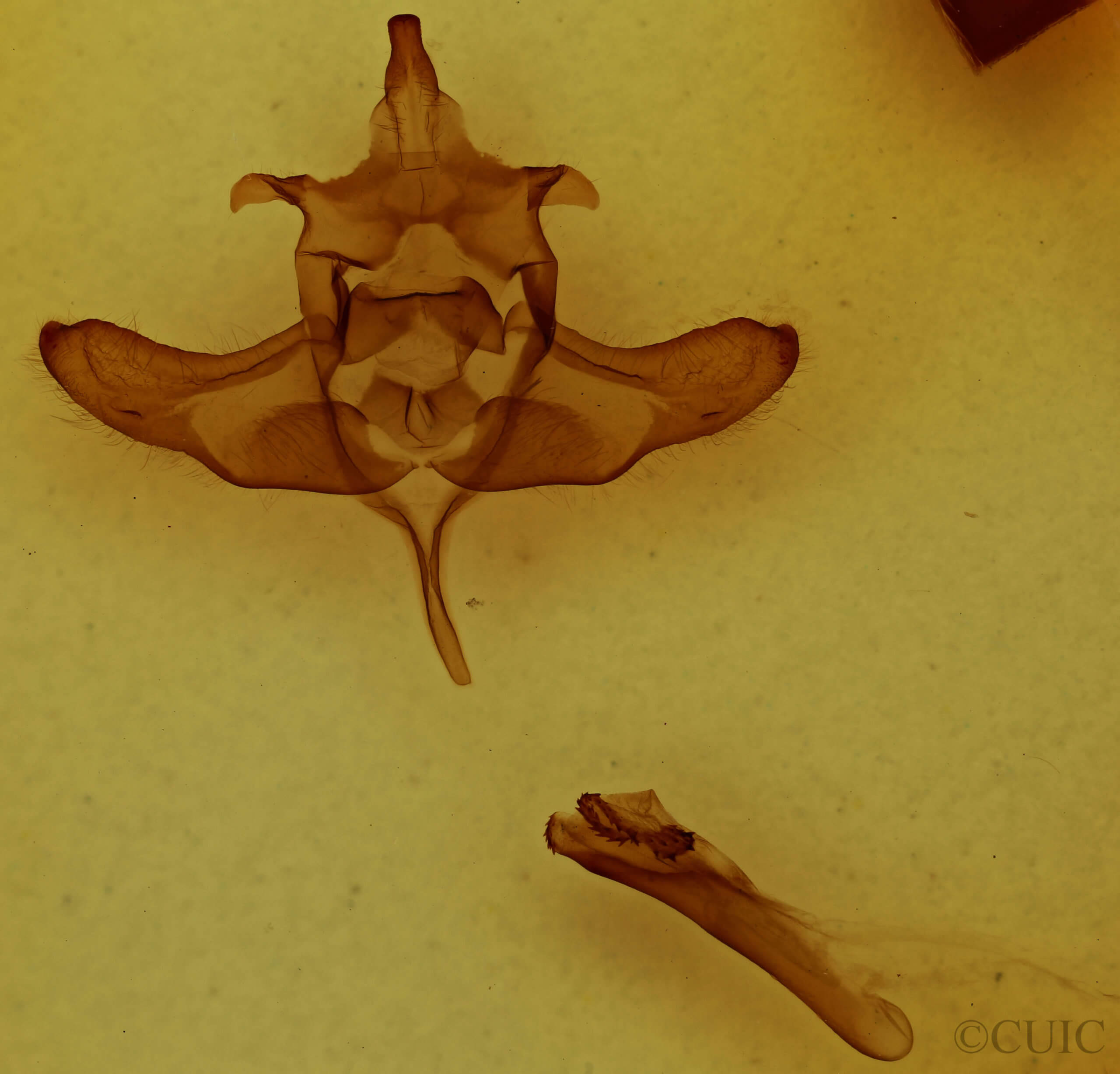 genitalia view of adult Colocasia flavicornis