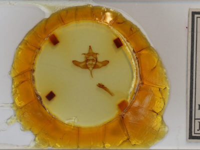 slide view of adult Colocasia flavicornis