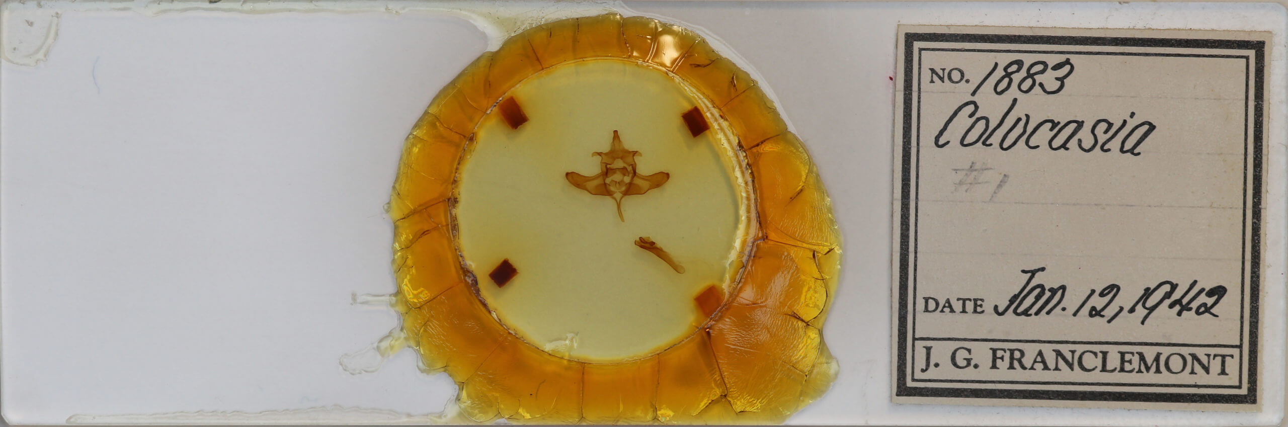 slide view of adult Colocasia flavicornis