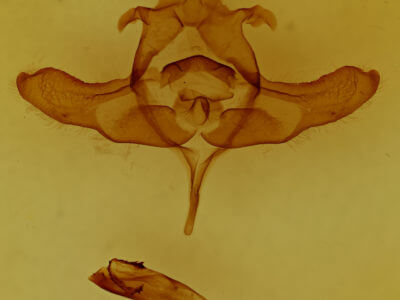 genitalia view of adult Colocasia flavicornis