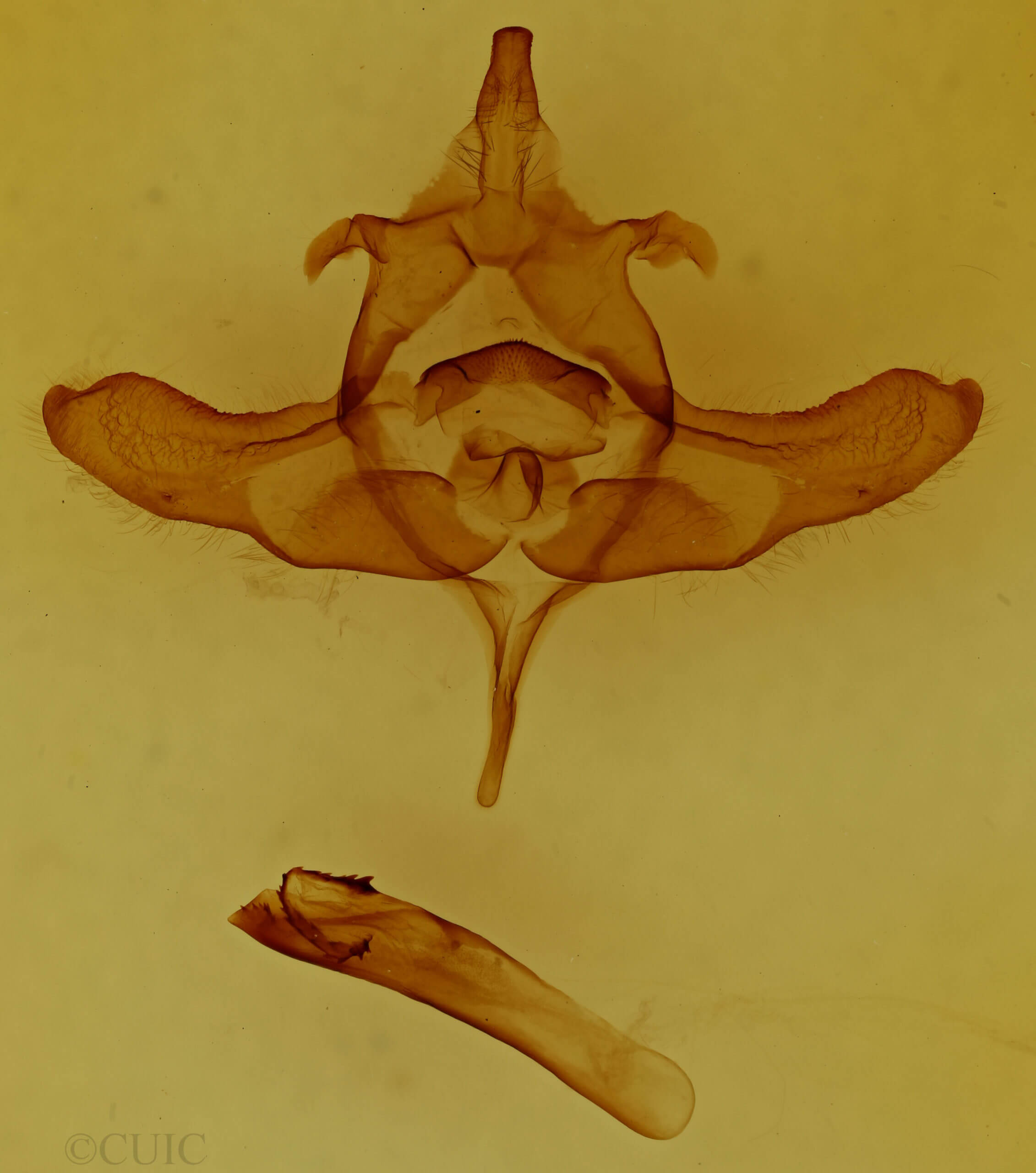 genitalia view of adult Colocasia flavicornis