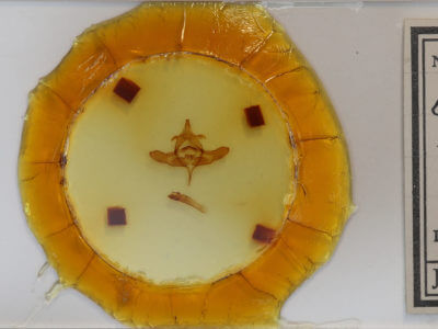 slide view of adult Colocasia flavicornis