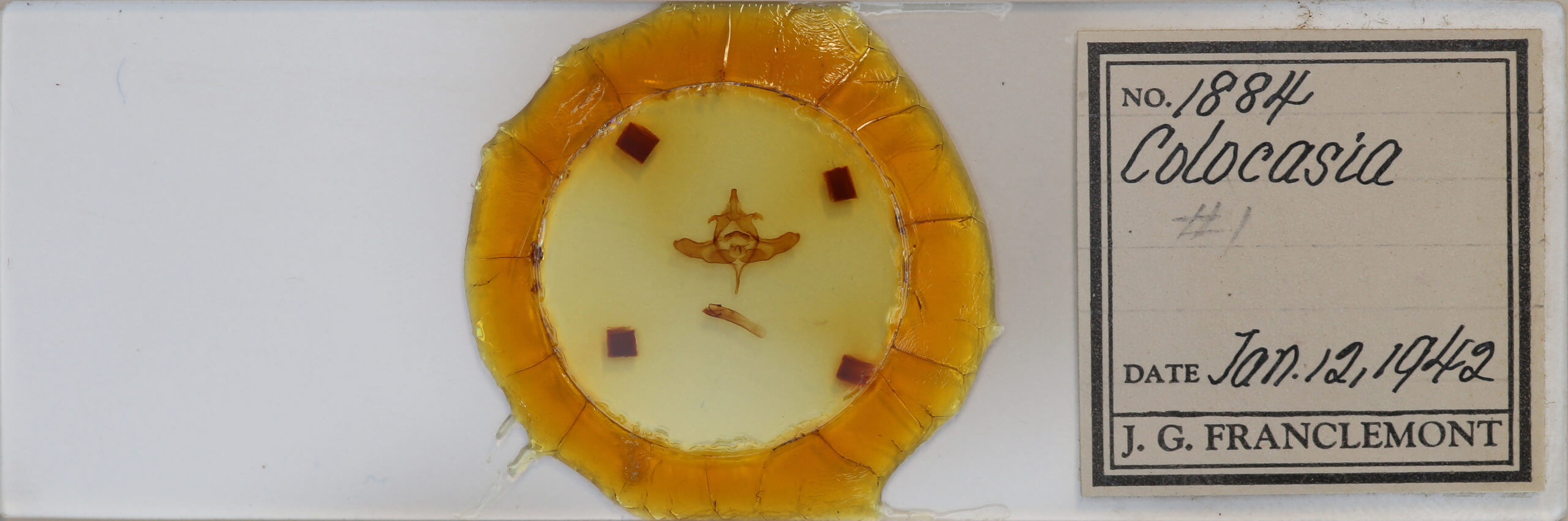 slide view of adult Colocasia flavicornis