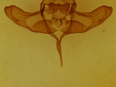 genitalia view of adult Colocasia flavicornis