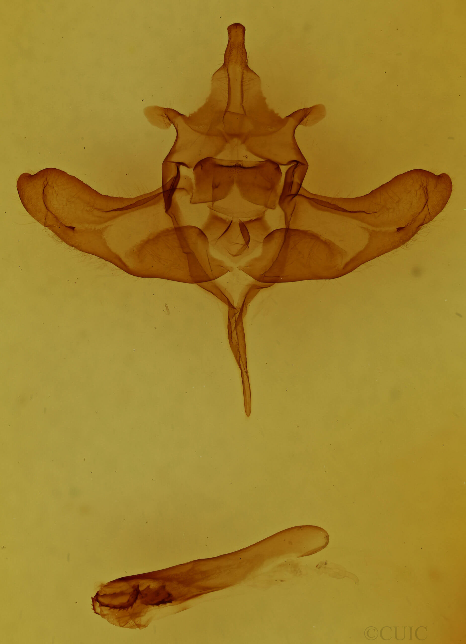 genitalia view of adult Colocasia flavicornis