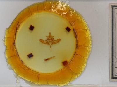 slide view of adult Colocasia flavicornis