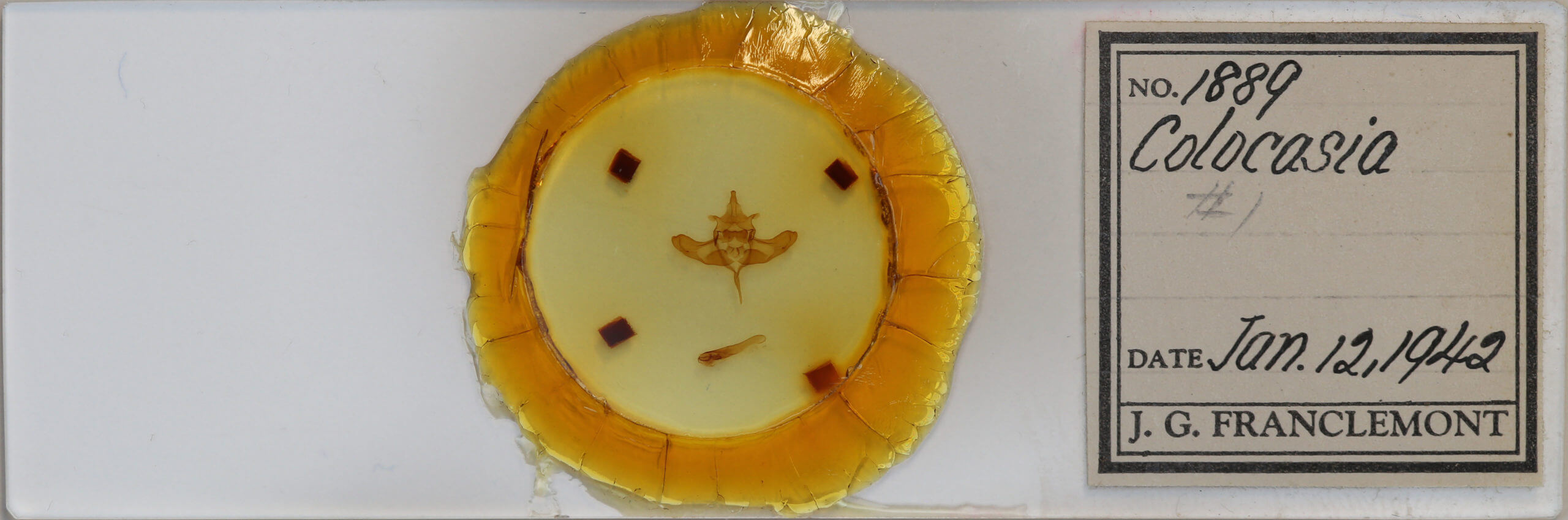 slide view of adult Colocasia flavicornis