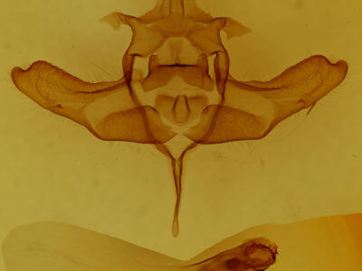 genitalia view of adult Colocasia flavicornis
