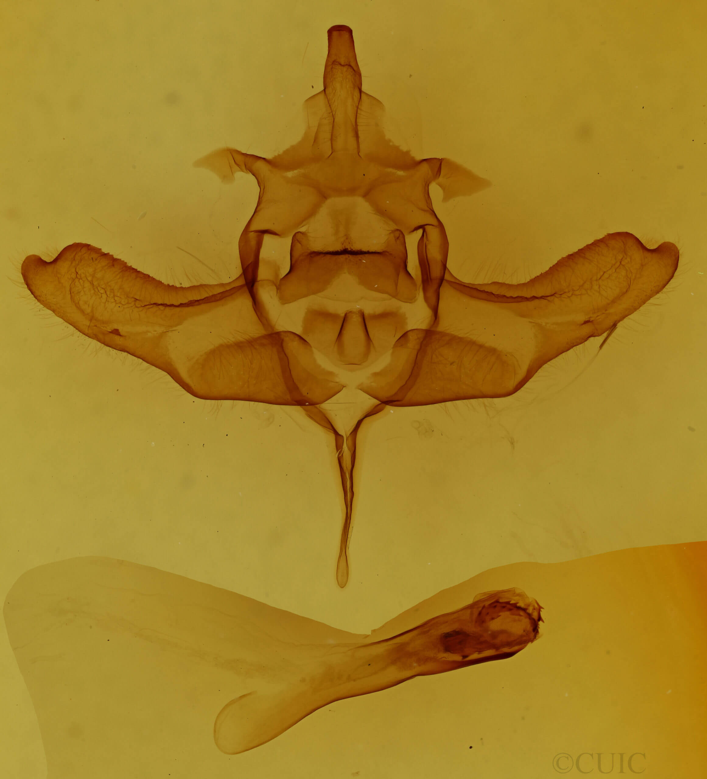 genitalia view of adult Colocasia flavicornis