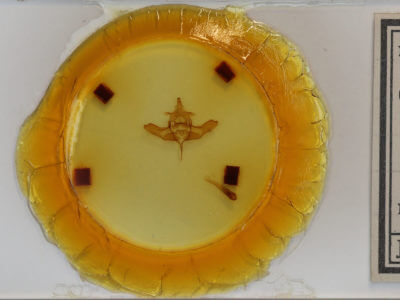 slide view of adult Colocasia flavicornis