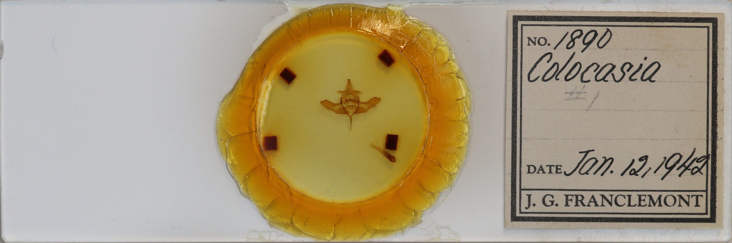 slide view of adult Colocasia flavicornis