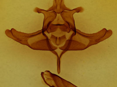 genitalia view of adult Colocasia propinquilinea